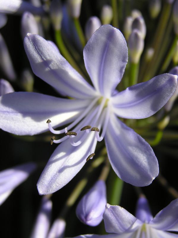 agapanthus1