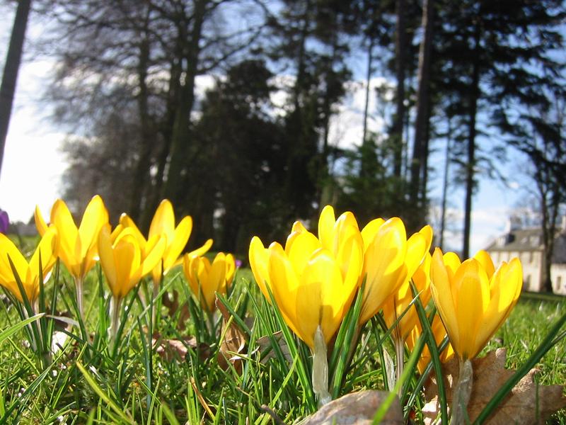 crocus1