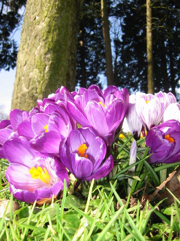 crocus18