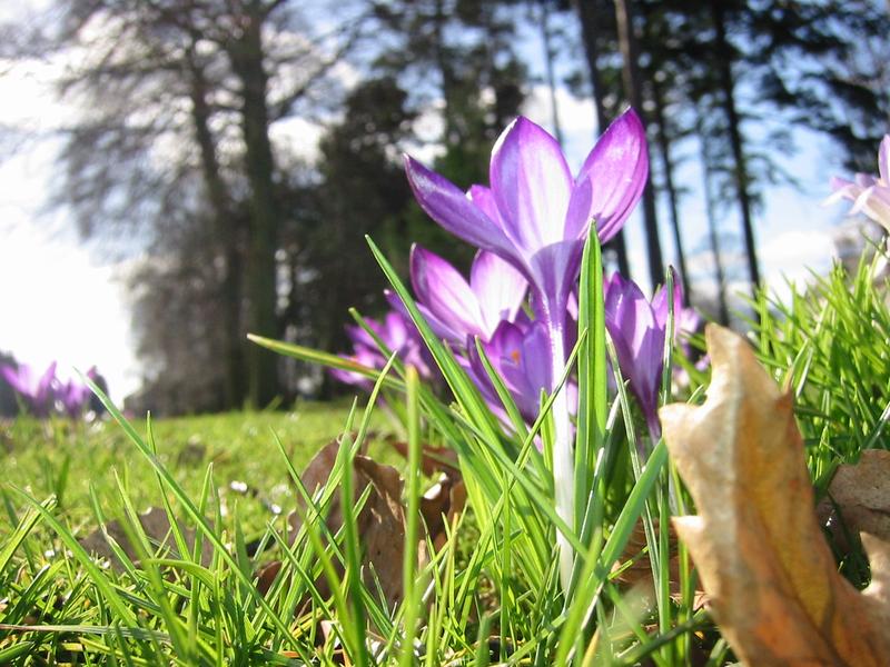 crocus6