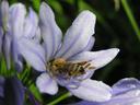 agapanthus2