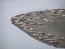 Seals basking