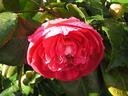 camellia1