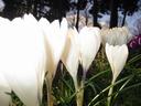 crocus11