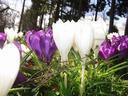 crocus12