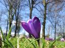 crocus2