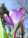 crocus5