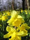 daffodil_2