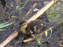 duckling photo