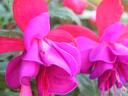 fuschia