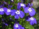 lobelia1