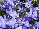 lobelia2